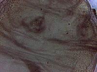 Thumbnail image of current specimen