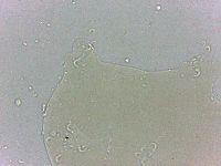 Archechiniscus marci image