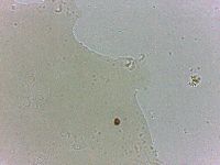 Archechiniscus marci image