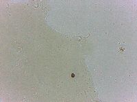 Archechiniscus marci image