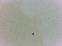 Archechiniscus marci image