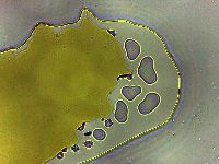 Batillipes gilmartini image