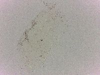 Batillipes minius image