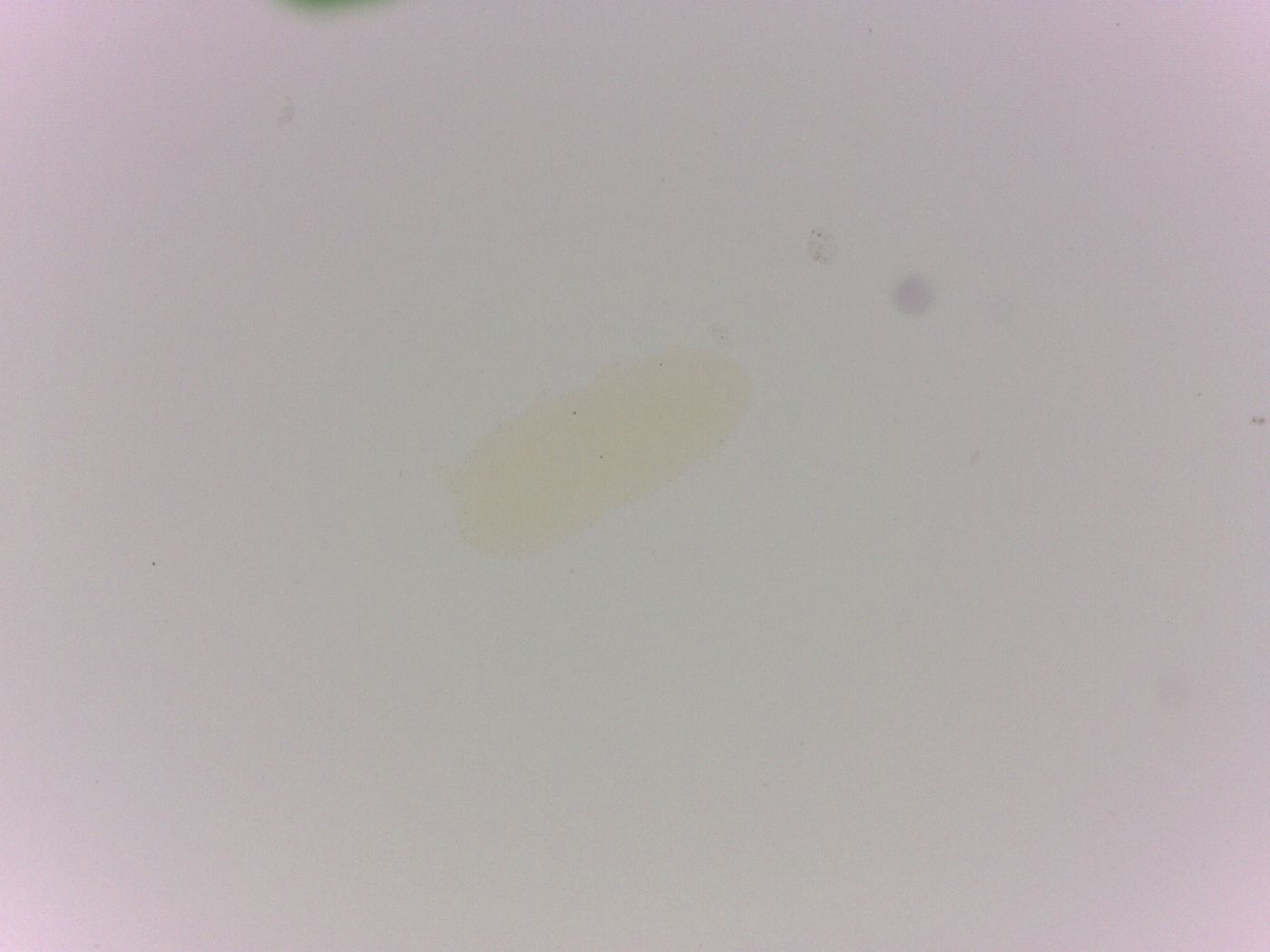 Batillipes minius image