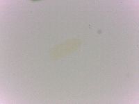 Batillipes minius image