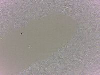 Batillipes minius image