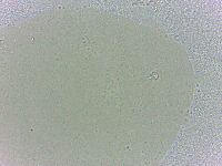 Batillipes minius image