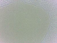 Batillipes minius image