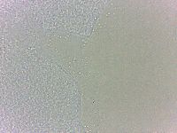 Batillipes minius image