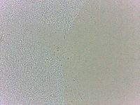Batillipes minius image