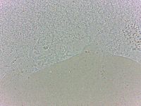 Batillipes minius image