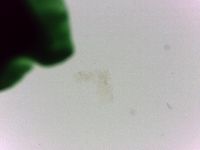 Batillipes minius image