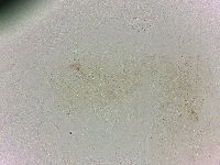 Batillipes minius image