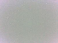 Batillipes minius image