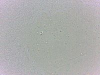 Batillipes minius image