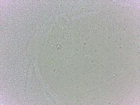 Batillipes minius image