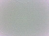 Batillipes minius image