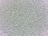 Batillipes minius image