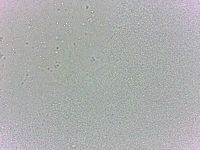 Batillipes minius image