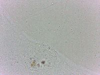 Batillipes minius image