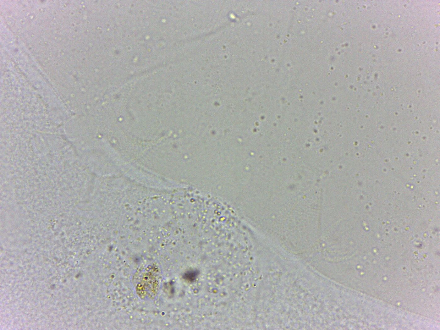 Batillipes minius image