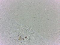 Batillipes minius image
