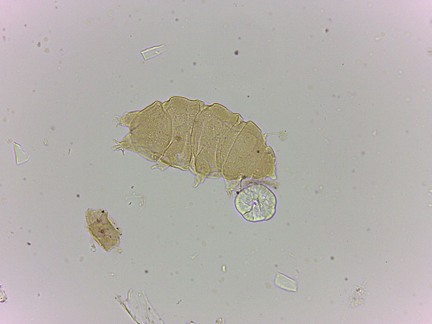 Bryodelphax amphoterus image