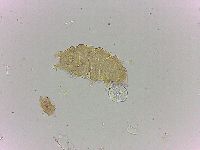 Bryodelphax amphoterus image
