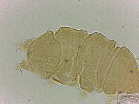 Bryodelphax amphoterus image