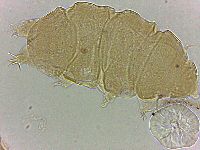 Bryodelphax amphoterus image