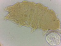 Bryodelphax amphoterus image