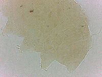 Bryodelphax crossotus image