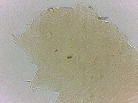 Bryodelphax crossotus image