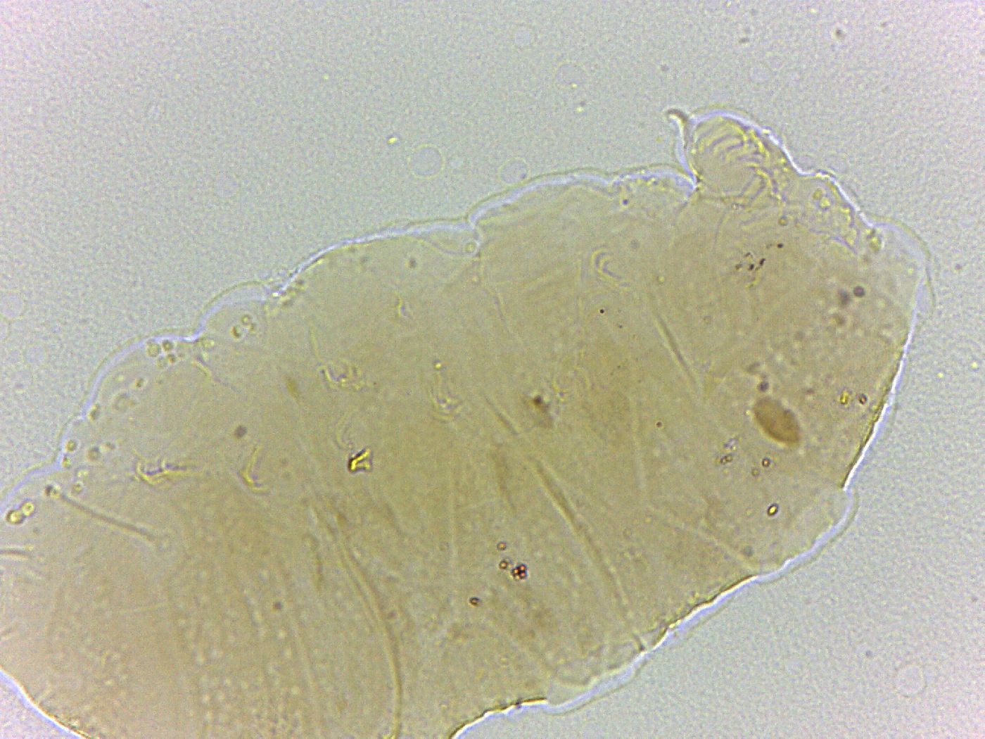 Bryodelphax crossotus image