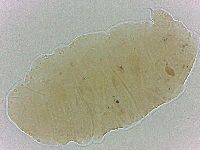 Bryodelphax crossotus image