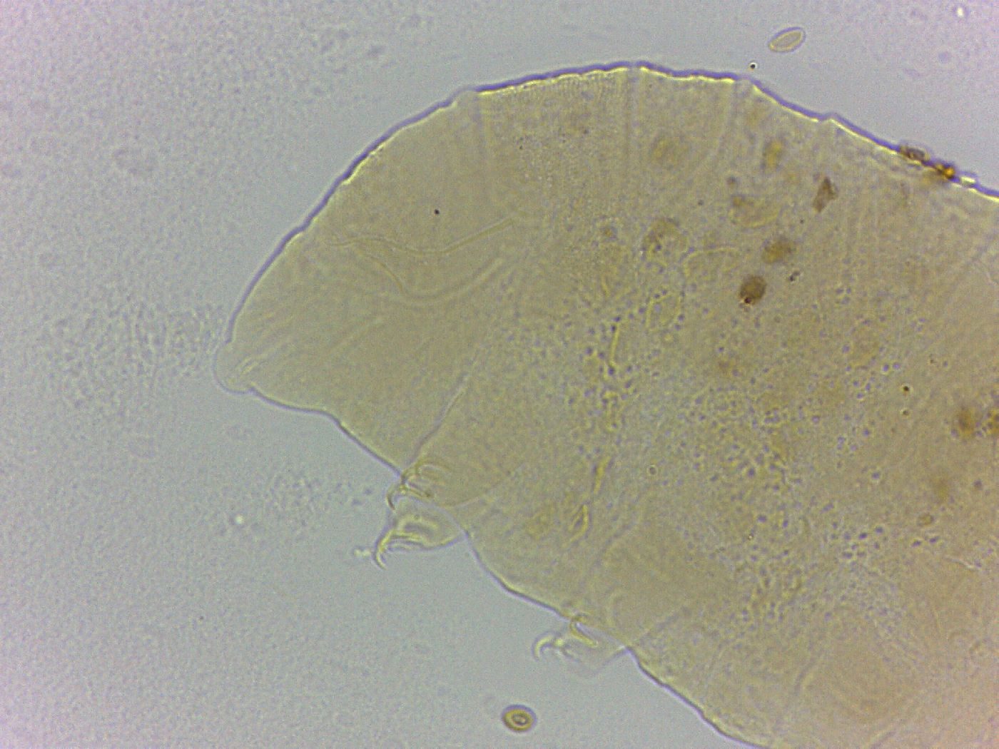 Bryodelphax crossotus image