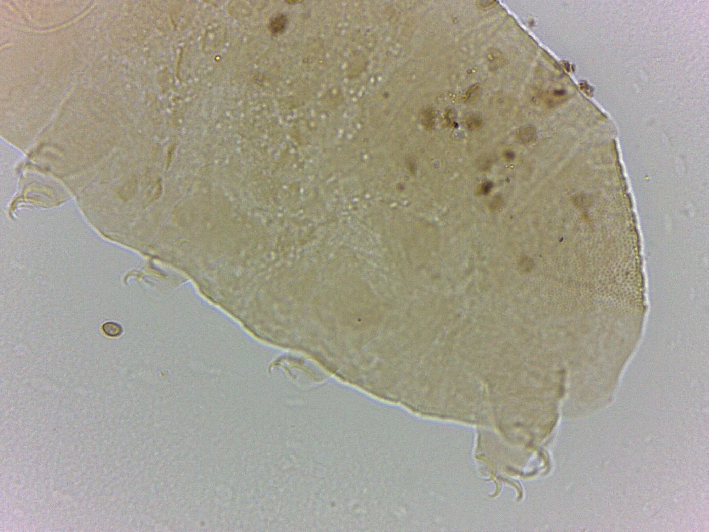 Bryodelphax crossotus image