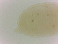 Bryodelphax crossotus image