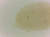 Bryodelphax crossotus image
