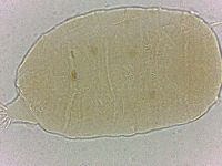 Bryodelphax crossotus image