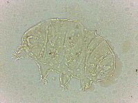 Bryodelphax dominicanus image