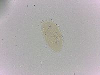 Bryodelphax dominicanus image