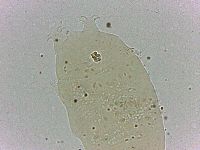 Bryodelphax dominicanus image