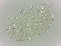 Bryodelphax dominicanus image