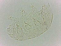 Bryodelphax dominicanus image