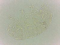Bryodelphax dominicanus image