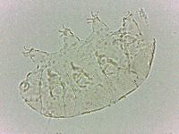 Bryodelphax dominicanus image