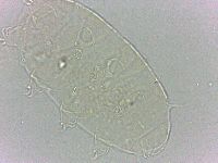 Bryodelphax dominicanus image