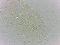 Bryodelphax dominicanus image