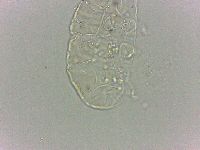 Bryodelphax dominicanus image